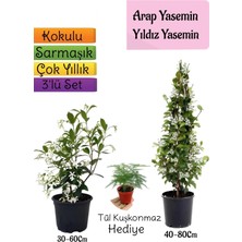 Rafta Gardenbox Kokulu Arap Yasemini, Yıldız Yasemin Fidanı, Tül Kuşkonmaz 3'lü Peyzaj Seti