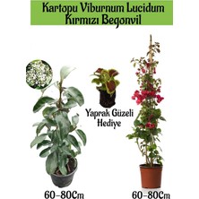 Rafta Nura Botanik Kartopu Viburnum, Kırmızı Begonvil, Yaprak Güzeli Bahçe Bitkisi Seti, 60-80 Cm, Çok Renkli