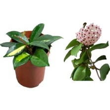 Rafta Gardenbox Mum Çiçeği Hoya Carnosa Fidesi, 1 Adet, Saksılı, 10-20 Cm, Iç Mekan Sarmaşık Bitki