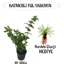 Rafta Serada Decor & Plant Mis Kokulu Katmerli Ful Yasemin 40-60CM + Kurdele Çiçeği Hediyeli
