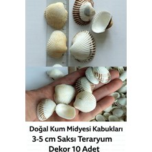 Rafta Doğal Kum Midyesi / 10 Adet / 3-5 Cm/deniz Kabugu Saksı Teraryum Dekor
