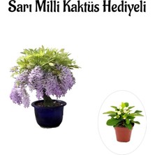 Rafta Gardenbox Mor Salkım Ağacı Fidanı, Sarı Milli Kaktüs Hediyeli
