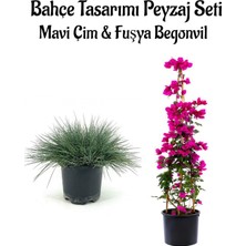 Rafta Nura Botanik Mavi Çim Saksılı (10-20CM) + Fuşya Begonvil (40-80CM) Bahçe Seti