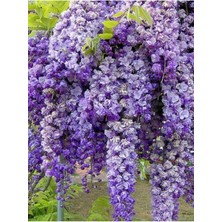 Rafta Gardenbox Mor Salkım Fidanı, 60-80 Cm, Tüplü, Yeşil Yapraklı, Bol Çiçekli