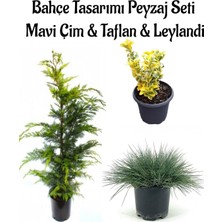 Rafta Serada Decor & Plant Mavi Çim, Altuni Taflan, Leylandi Çam Bahçe Seti, 3'lü Saksılı Bitki Seti