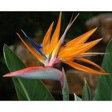 Rafta 5 Adet Strelitzia Reginae Tohumu, Egzotik Bitki Gelişimi Için