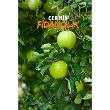 Çermik Fidancılık 6 Adet Aşılı Bodur Yeşil Elma Fidanı 3 Yaş