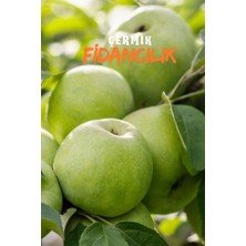 Çermik Fidancılık 5 Adet Aşılı Bodur Yeşil Elma Fidanı 3 Yaş