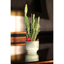 Mine Garden Ankara Mine Garden Mint Seramik Saksıda Mantar Figürlü Canlı Opuntia Kaktüs