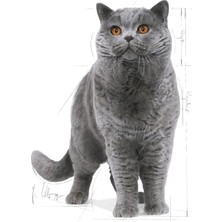 Str Store British Shorthair Kuru Kedi Maması, Yetişkin, 2 kg