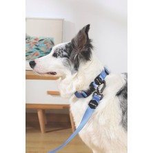Str Store Gentle Dog Gezdirme Kayışı (Xs) Blue