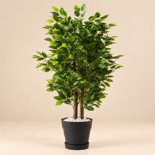 Erhan Flowers 100 cm Benjamin Plastik Saksıda