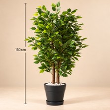 Erhan Flowers 150 cm Benjamin Plastik Saksıda