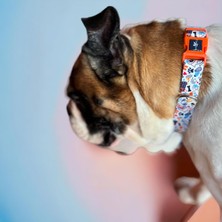 Universal Köpek Boyun Tasması – Geri Dönüştürülmüş, Ayarlanabilir, Emniyet Tokalı – Küçük ve Büyük Irklar Için – Tüy Toplamaz, Yıkanabilir, Airtag & Isimlik Uyumlu, Bone,small