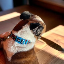 Universal Köpek Boyun Tasması – Geri Dönüştürülmüş, Ayarlanabilir, Emniyet Tokalı – Küçük ve Büyük Irklar Için – Tüy Toplamaz, Yıkanabilir, Airtag & Isimlik Uyumlu, Renkli Pati, Large