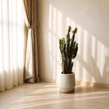 Mine Garden Ankara Euphorbia Trigona 'rubra' - Bordo Süt Kaktüsü - 90CM