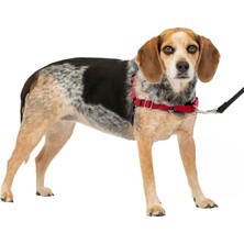 Universal Easy Walk Köpek Tasması