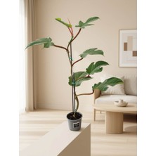 Mine Garden Ankara Philodendron Squamiferum (Tüylü Saplı Filodendron) 90-100CM