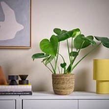 Ikea Sandödla Rattan Saksı , Su Sümbülü, 15 cm