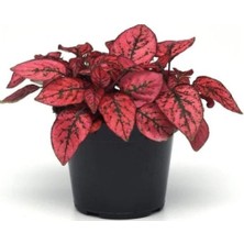 Isparta Gülü Freckled Leaf Beauty Flower Hostes Çiçeği Fidanı 3 Adet 10-20 cm