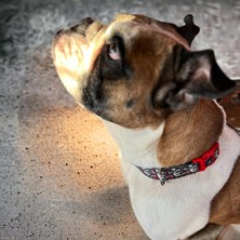 Str Store Köpek Boyun Tasması – Geri Dönüştürülmüş, Ayarlanabilir, Emniyet Tokalı – Küçük ve Büyük Irklar Için – Tüy Toplamaz, Yıkanabilir, Airtag & Isimlik Uyumlu, Skull,large