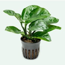 Die Grup Tr Anubias Butterfly Saksı Canlı Bitki