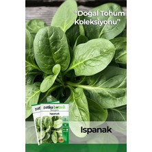 Die Grup Tr 250 Adet Yerli Ispanak Tohumu (Geniş Yaprak)
