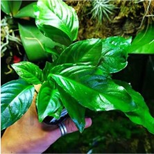 Die Grup Tr Anubias Heterophylla Saksı Canlı Bitki 5-7 Yaprak