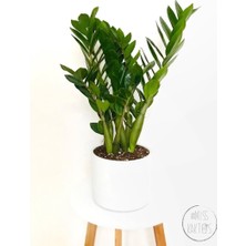Little Miss Kaktüs Zamia Zamioculcas / ZZ Plant / Zeze Çiçeği 45 cm Saksıda Gölgeye Dayanıklı Bitki