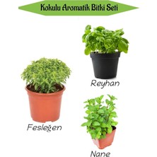 Aromatik Kokulu Mutfak Seti Fesleğen Fidanı+Reyahan Fidesi+Nane Fidesi 3 Adet, SRD010NA0816
