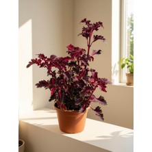 Mine Garden Ankara Bordo Oyalı Kolyoz Çiçeği (Coleus Scutellarioides)