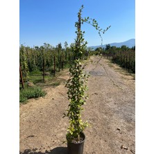 Ceka Botanik Dev Boy Arap Yasemini Fidanı (3 Metre / Saksılı)