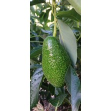 Oğuztropikal  Anamur 1 kg Avokado Orta Boy