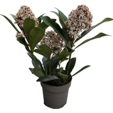 Betonish Skimmia Japonica 'rubella' (Köpük Çalısı)