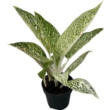 Betonish Aglaonema 'polar Springtime' (Çin Herdemyeşili)