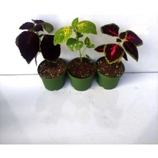Tr Rengarenk Yaprak Güzeli Seti 3 Adet Saksılı (10-15CM) Salon Balkon Çiçeği, BTS060624NA74