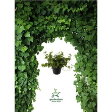 Hedera Helix Sarmaşığı Saksıda, 30-40 Cm, Makrome Saksılı, Yeşil