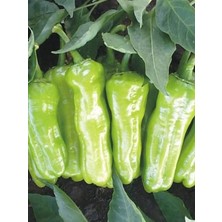 Happy Trend Garden Doğal Üçburun Mazamort Biberi Tohumu 100 Ad. Tohum