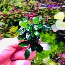 Happy Trend Petite Saksı Canlı Bitki 8-10 Yaprak