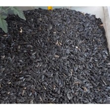 By Tuna Kuruyemiş Papağan Siyah Çekirdek Yemi Kuş Yemi 1 kg