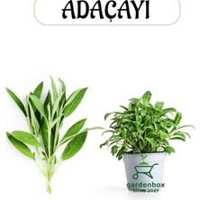 Defne Store Aromatik Bitki Adaçayı Fidesi, 1 Adet Saksılı, 20-30 Cm, Salvia