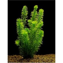 Defne Store Akvaryum, Elodea Densa Canlı Bitkisi, 5 Kök, 15-25 cm