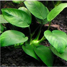Defne Store Anubias Barteri Var. Barteri (L) 5-6 Yapraklı Kök Canlı Bitki