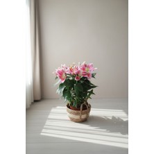 Mine Garden Ankara: Pembe Lilyum Çiçeği