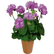 Serada Decor & Plant Mor Sardunya Fidanı, Tül Kuşkonmaz Hediyeli