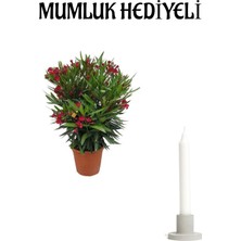 Gardenbox Kırmızı Bodur Zakkum Fidanı, Mumluk Hediyeli
