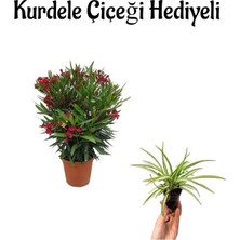 Gardenbox Kırmızı Bodur Zakkum Fidanı, Kurdele Çiçeği Hediyeli
