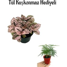 Gardenbox Zarif Yapraklı Pembe Hostes Çiçeği, Tül Kuşkonmaz Hediyeli
