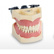 Polywax Diş Hekimliği Fakültesi Öğrencileri Eğitimi Için Çene Çalışma Modeli 32 Dişli (BLK3418)