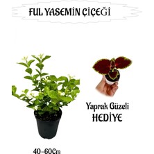 Serada Decor & Plant Mis Kokulu Ful Yasemin, Yaprak Güzeli Hediyeli, 40-60 Cm, Peyzaj Seti